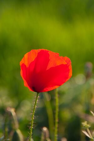 Spring red poppi flower. In a grass field with empty space for place logos or typography. Nice picture to decorate season campaigns.の写真素材