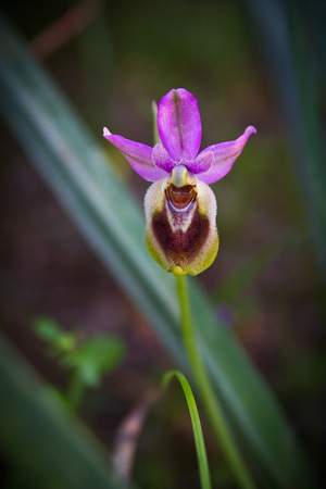 Ophrys tenthredinifera, a little pink orchyd flower native from Menorca, Spainの写真素材
