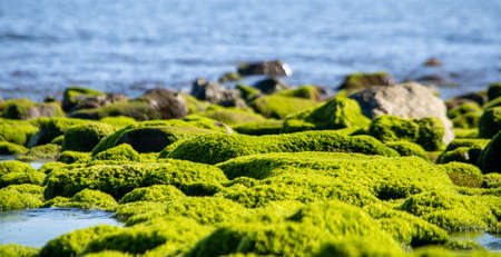 Beach with rocks and algae at low tide with sunny day in springの写真素材
