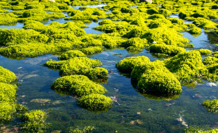 Beach with rocks and algae at low tide with sunny day in springの写真素材