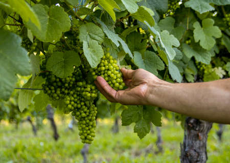 person picking bunch of young grapes in green field vineyard in the mountainsの写真素材
