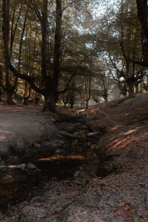 Solitary beech forest in northern Spain with river crossingの写真素材
