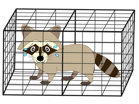 The raccoon was capturedのイラスト素材