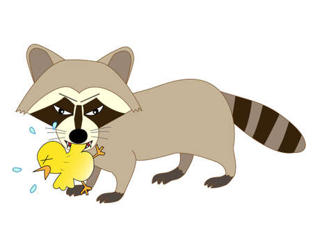 Raccoons eat chickpeasのイラスト素材