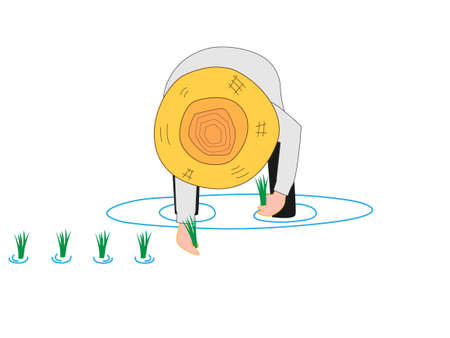 Farmers have planted seedlings in rice's work.のイラスト素材