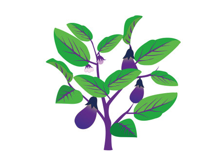 This is an illustration of eggplant preparation.のイラスト素材