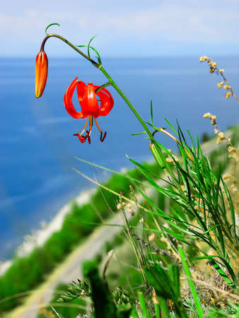 flowerの写真素材