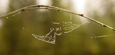 Web after a rainの写真素材