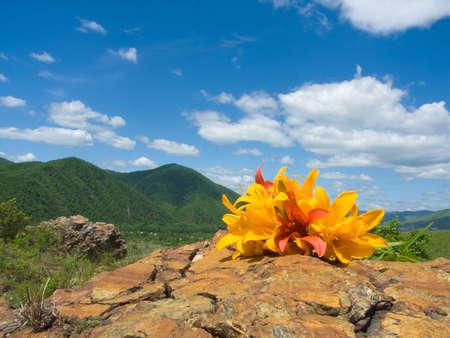 bouquet lily on stoneの写真素材