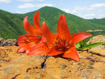 bouquet tiger lily on stoneの写真素材