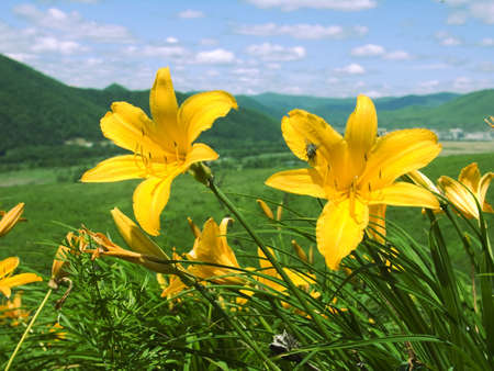 blossom lily  on declivity of the mountainの写真素材