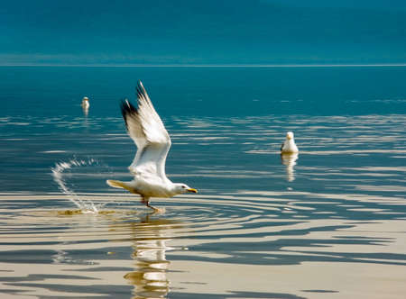Flight of the seagull above water of lakeの写真素材