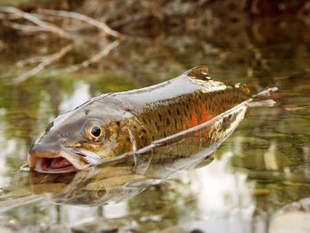 Fish taymen caught on fishing in the riverの写真素材