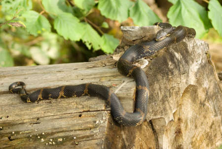 The snake lies on the cut tree trunk