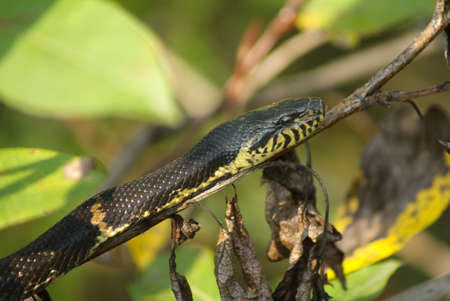 The snake creeps on a tree branch