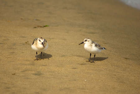 small birds in quest of foods on beachの写真素材