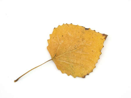 Autumn leaves of an aspen on a white backgroundの写真素材