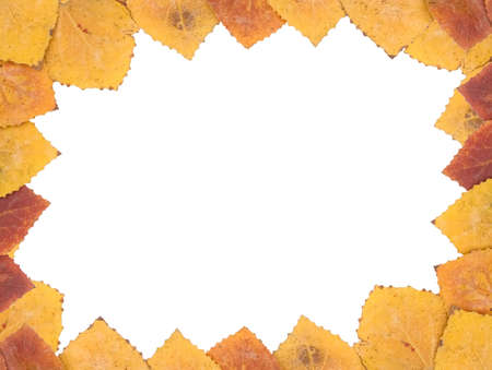 frame from autumn leaves of an aspen of yellow and red colour