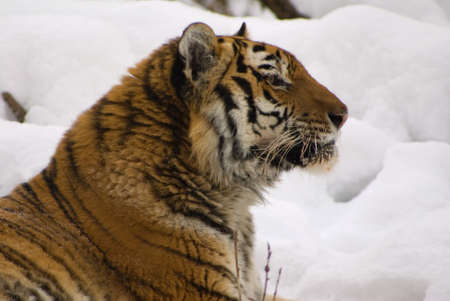 tiger in center of the rehabilitations animal