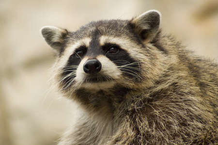 raccoon snout close during the rest of the zooの写真素材