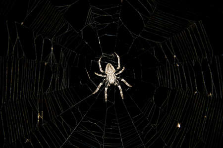 spider in the center of a web on a black backgroundの写真素材