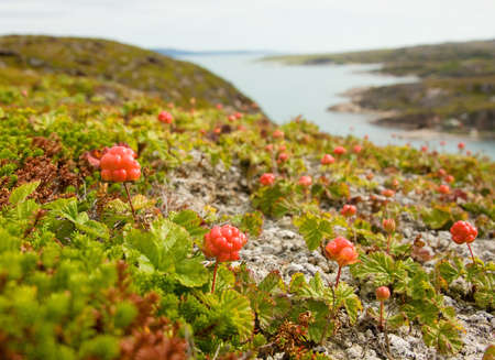 cloudberries on the shores of the Barents Seaの写真素材