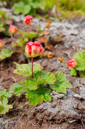 cloudberries on the shores of the Barents Seaの写真素材