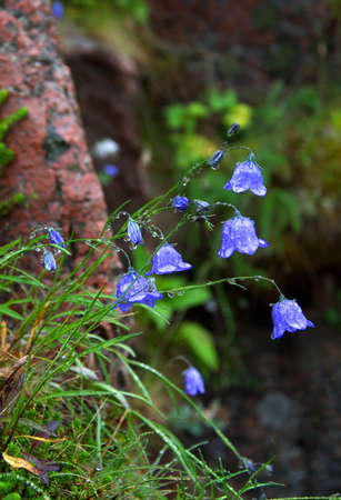 flowers bells covered with dew after rainの写真素材