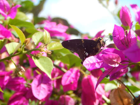 Brown butterflyの写真素材