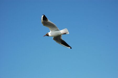 Sea gullの写真素材