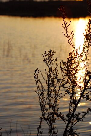 sunsetの写真素材