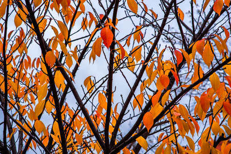 Tree orange leaves in direction to the sky in Prague, Prague, Prague 6, Czech Republic, Europe