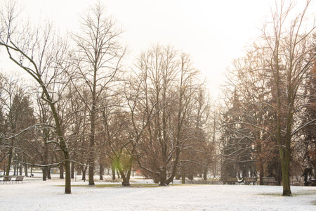 Prague, Czech Republic. 01-08-2021. Tree, bush and path at Park Letna during snowing day, close to Hradcanska metro station on Prague 6のeditorial素材