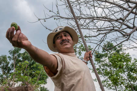 Suchitoto, El Salvador. 06-25-2016. Farmer collecting a noni fruit from the trees. People of rural...