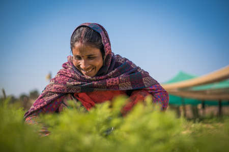 Rajasthan. India. 07-02-2018.Women working in vegetable plantation in rural community. Women apart of taking care of children, they have an important role financial provider of their families.のeditorial素材
