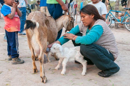 Chaco Province. Argentine. 15-01-2019. Indigenous helping a new born goat to receive milk from her mother .のeditorial素材
