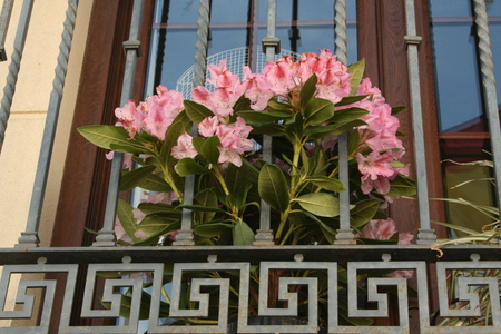 Pink flowers on the balconyの写真素材