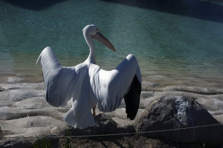 Pelican ready to flyの写真素材