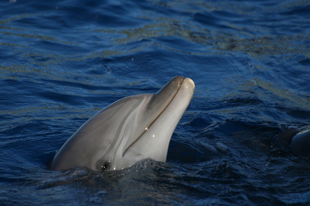 dolphin leaving to breathe in the seaの写真素材