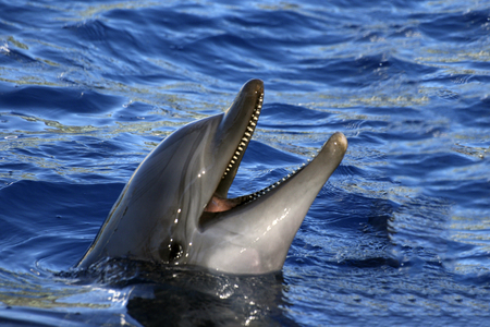 Happy dolphin at the aquariumの写真素材