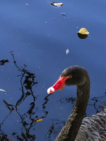 Black swan closeupの写真素材