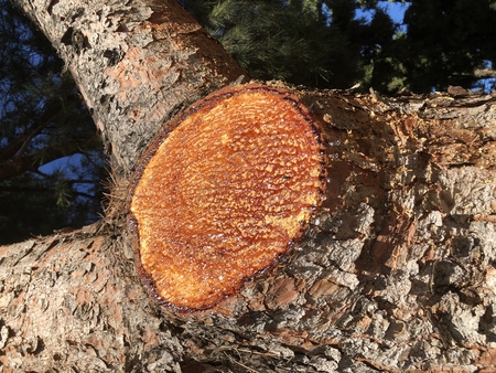 resin on the treeの写真素材