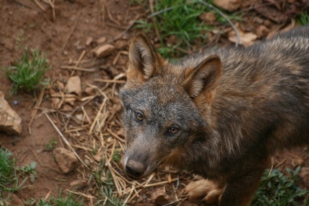 Canis Lupus wildlifeの写真素材