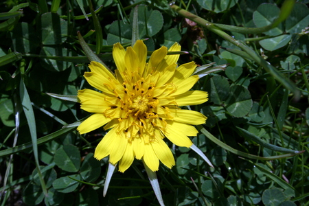 Nice photo of a yellow flowerの写真素材