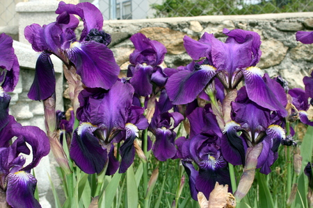 Purple flowersの写真素材