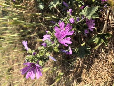 Purple flowers in spring