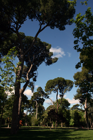 High pine trees landscape inの写真素材
