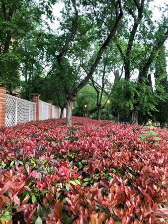 Red leaves in the parkの写真素材
