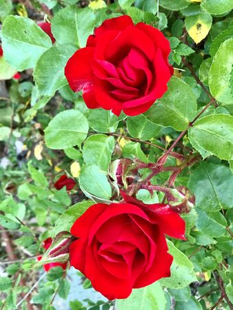 A pair of roses in the parkの写真素材