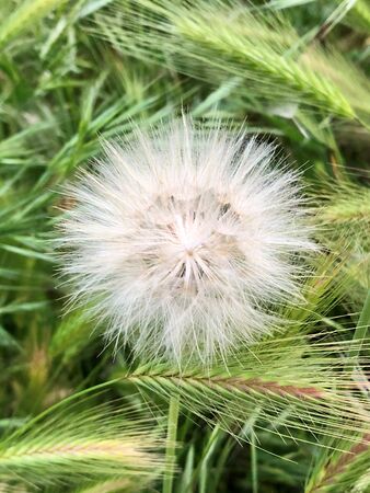 dandelion macro in the parkの写真素材